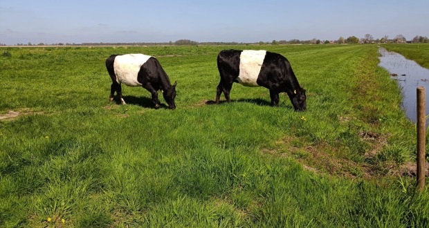 Smaken van de Zuiderzee — foto 4