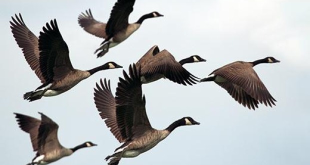 Vogelkijkhut Wanneperveen