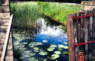 Weerribben Turf wandeling